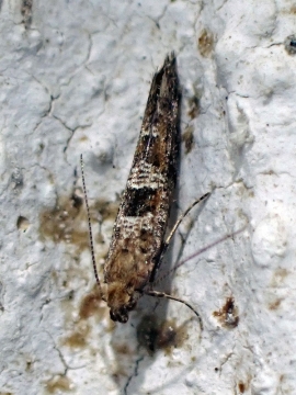 Digitivalva pulicariae 
